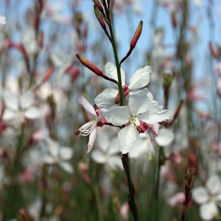 Prachtkerze Weiss