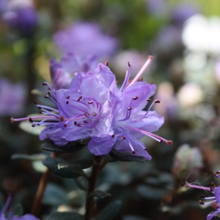 Rhododendron impeditum
