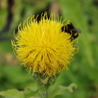 Riesen Flockenblume
