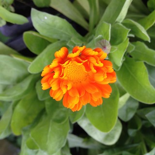 Ringelblume