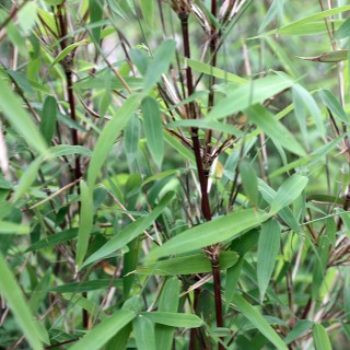 Rotstieliger Gartenbambus