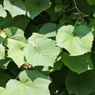 Scharlachwein
