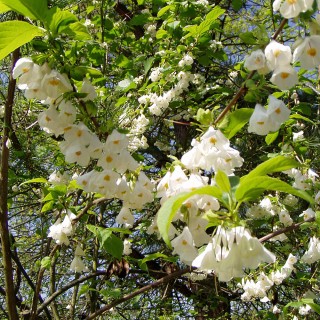 Schneeglckchenbaum