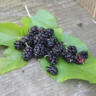 Schwarze Maulbeere