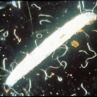 SF Nematoden