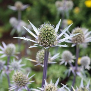 Spanische Edeldistel