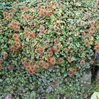 Stachelnsschen