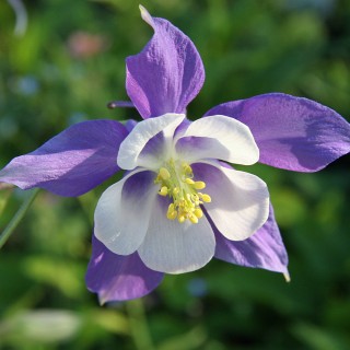 Staudenmischung Violett-Rosa-Blau