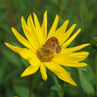 Staudensonnenblume