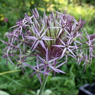 Sternkugellauch
