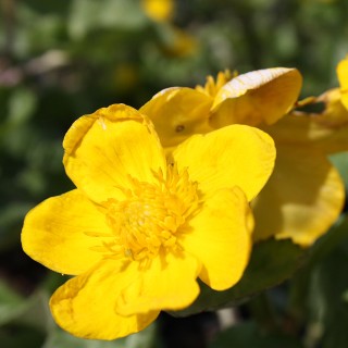 Sumpfdotterblume