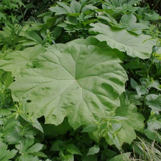 Tafelblatt