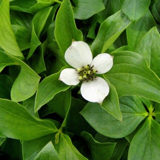 Teppich Hartriegel