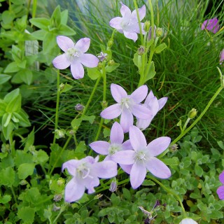 Teppichglockenblume