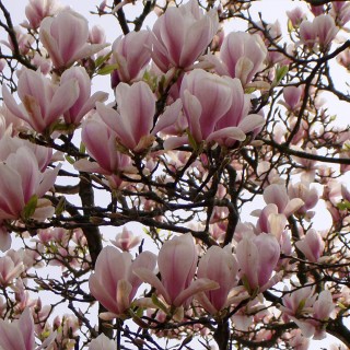Tulpenmagnolie als Hochstamm