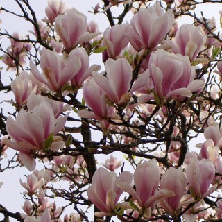Tulpenmagnolie