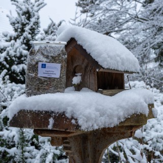 Vogelfutter - Sonnenblumenkerne