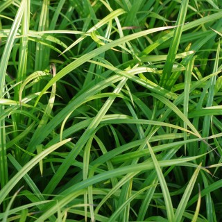 Wald Segge