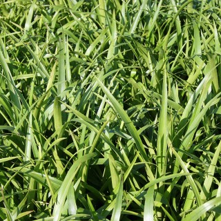 Waldmarbel
