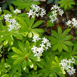 Waldmeister