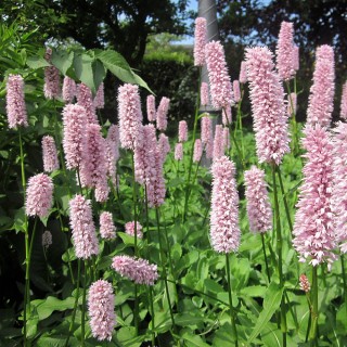 Wiesenknterich