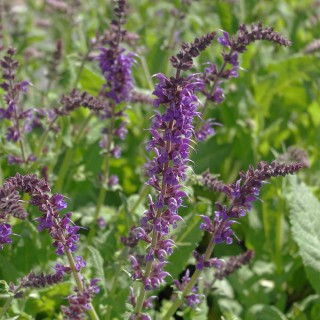 Wiesensalbei