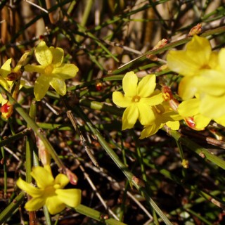 Winterjasmin