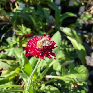 Witwenblume