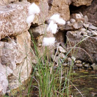 Wollgras unter Pflanzen thematisch>Gartenarten>Wassergarten