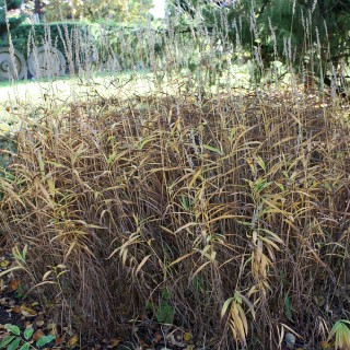 Zottengras